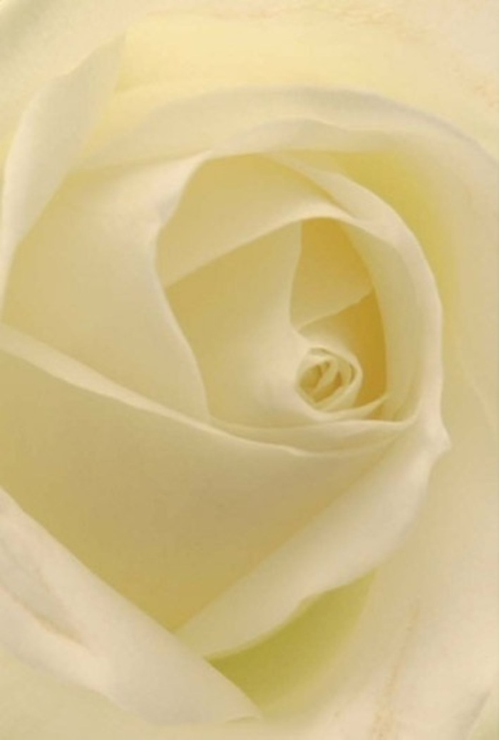 With a close, loving gaze, this classic white rose evokes the delicate intricacy often found in Friern Barnet's hidden green spaces. The petals, arranged in flawless succession, blend tones of white and cream that shift with each fold under gentle, diffused light. This illumination seems to awaken the bloom from within, hinting at the expertise of a Friern Barnet Florist who knows just how to accentuate nature's subtleties. The spiraled heart of the rose speaks of purity, mirrored by the cushiony texture and the soft matte finish that tempts your senses to imagine silk beneath your touch. Around the bloom, faint shadows and the near-translucent edge of each petal create a sense of profound depth-an elegant statement for romantic gestures, sincere apologies, or serene wedding centerpieces on Friern Barnet's vibrant event scene. The faint, ultra-clean scent of the rose fills the air, a gentle reminder of resilience and hope, with every detail celebrating local artistry and the unique spirit of this North London neighbourhood.
